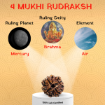 4 Mukhi Rudraksha - 18mm - 22mm - Image 2