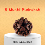 5 Mukhi Rudraksha - 18mm - 22mm