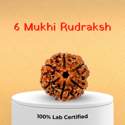 6 Mukhi Rudraksha - 18mm - 22mm
