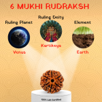 6 Mukhi Rudraksha - 18mm - 22mm - Image 2