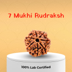 7 Mukhi Rudraksha - 18mm - 22mm