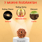 7 Mukhi Rudraksha - 18mm - 22mm - Image 2