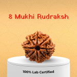 8 Mukhi Rudraksha - 18mm - 22mm