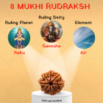 8 Mukhi Rudraksha - 18mm - 22mm - Image 2