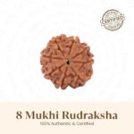 8 Mukhi Rudraksha - 18mm - 22mm - Image 7