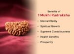 1 Mukhi Rudraksh - Image 14