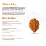 2 Mukhi Rudraksha - Image 11