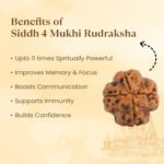 4 Mukhi Rudraksha - 18mm - 22mm - Image 6