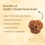3 Mukhi Rudraksha - Image 7