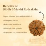 6 Mukhi Rudraksha - 18mm - 22mm - Image 9
