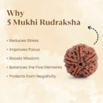 5 Mukhi Rudraksha - 18mm - 22mm - Image 10