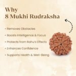 8 Mukhi Rudraksha - 18mm - 22mm - Image 14