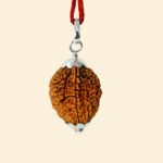 2 Mukhi Rudraksha - Image 5