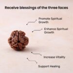 3 Mukhi Rudraksha - Image 12
