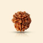 3 Mukhi Rudraksha - Image 8
