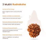 3 Mukhi Rudraksha - Image 9