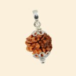 3 Mukhi Rudraksha - Image 6