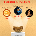 1 Mukhi Rudraksh - Image 2