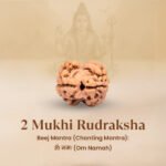 2 Mukhi Rudraksha - Image 9