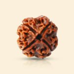 4 Mukhi Rudraksha - 18mm - 22mm - Image 4