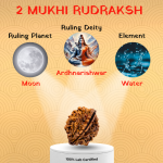 2 Mukhi Rudraksha - Image 2