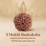 5 Mukhi Rudraksha - 18mm - 22mm