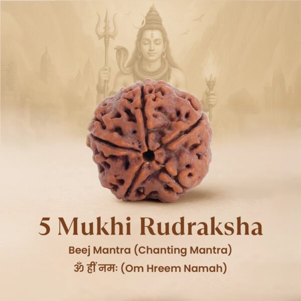 5 Mukhi Rudraksha - 18mm - 22mm