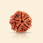 6 Mukhi Rudraksha - 18mm - 22mm - Image 4