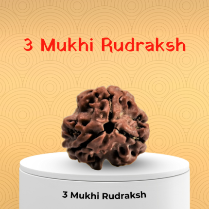 3 Mukhi Rudraksha