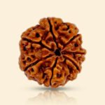 7 Mukhi Rudraksha - 18mm - 22mm - Image 3