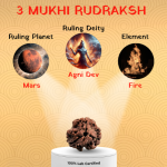 3 Mukhi Rudraksha - Image 2