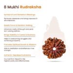8 Mukhi Rudraksha - 18mm - 22mm - Image 13