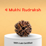 4 Mukhi Rudraksha - 18mm - 22mm