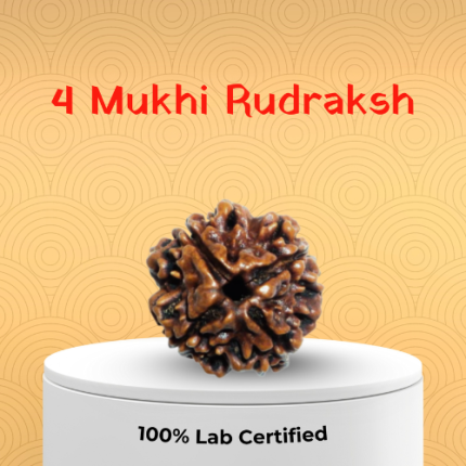 4 Mukhi Rudraksha - 18mm - 22mm