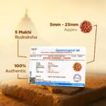 5 Mukhi Rudraksha - 18mm - 22mm - Image 3