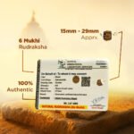 6 Mukhi Rudraksha - 18mm - 22mm - Image 3