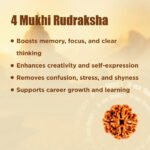 4 Mukhi Rudraksha - 18mm - 22mm - Image 8