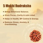 5 Mukhi Rudraksha - 18mm - 22mm - Image 8