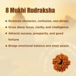 8 Mukhi Rudraksha - 18mm - 22mm - Image 9