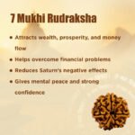 7 Mukhi Rudraksha - 18mm - 22mm - Image 7