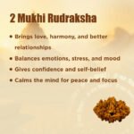 2 Mukhi Rudraksha - Image 8