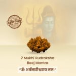 2 Mukhi Rudraksha - Image 4