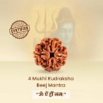 4 Mukhi Rudraksha - 18mm - 22mm - Image 9