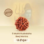5 Mukhi Rudraksha - 18mm - 22mm - Image 7