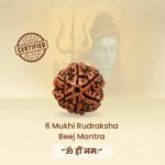 6 Mukhi Rudraksha - 18mm - 22mm - Image 6