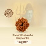 8 Mukhi Rudraksha - 18mm - 22mm - Image 6