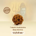 7 Mukhi Rudraksha - 18mm - 22mm - Image 6