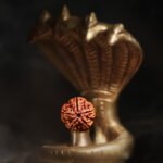 5 Mukhi Rudraksha - 18mm - 22mm - Image 5