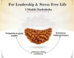 1 Mukhi Rudraksh - Image 7