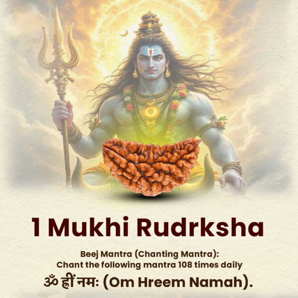 1 Mukhi Rudraksh